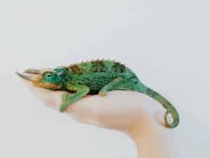 chameleon in someone's hand on white background